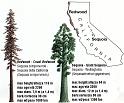 sequoie schema