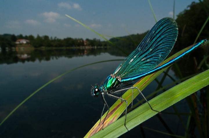 P1130156-Edit.jpg - [it]Calopteryx splendens (M)[en]Calopteryx splendens (M)