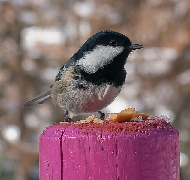 IMGP4645.jpg - [it]Cincia mora (Periparus ater) - Pontresina, Svizzera[en]Coal Tit - (Periparus ater) - Pontresina, Switzerland